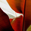 ..Red Leaf<br>Art Archival Prints<br>20 x 13 inches 